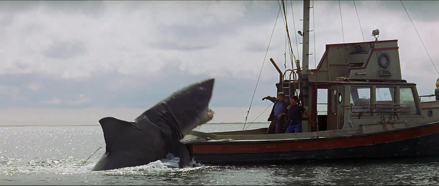 Tiburón foto
