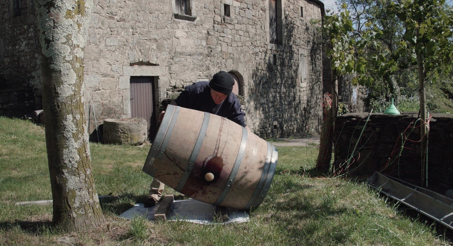 foto Vitis prohibita